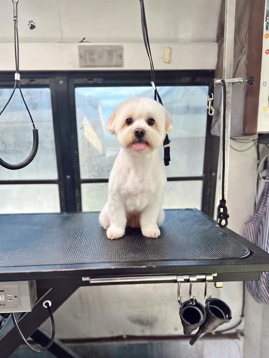 Freshly groomed dog shared by Happy Hounds Mobile Grooming