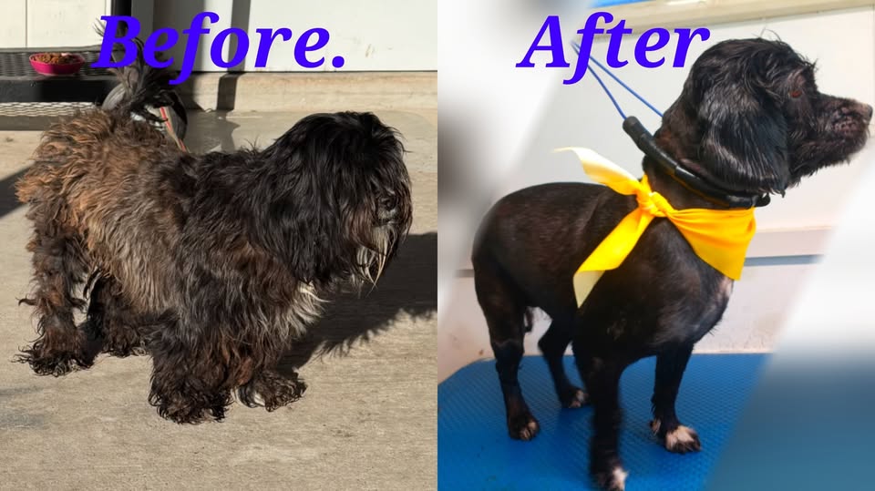 Happy Puppy Mobile Petgrooming