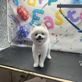 Recent pet grooming result shared by Happy Tail’s Mobile Grooming LLC