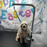 Pet grooming image from Happy Tail’s Mobile Grooming LLC
