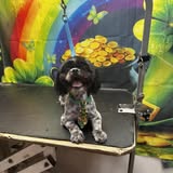 Another grooming result photo from Happy Tail’s Mobile Grooming LLC