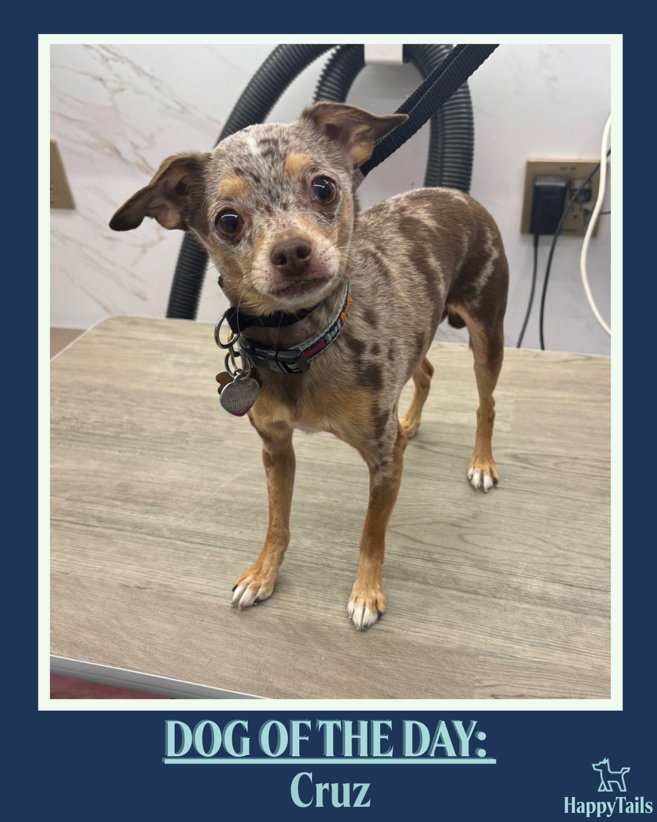 Groomed dog Cruz featured by Happy Tails Mobile Pet Care