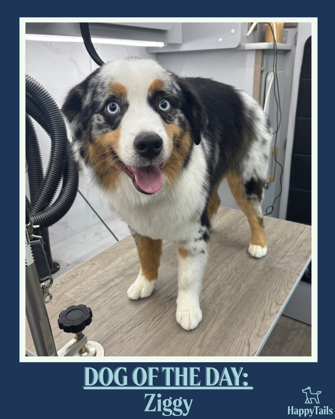 Groomed dog Ziggy featured by Happy Tails Mobile Pet Care