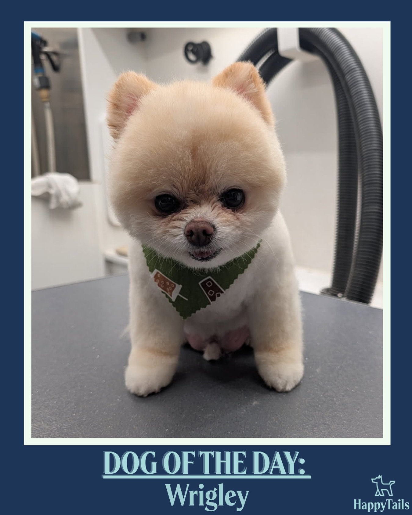 Groomed dog Wrigley featured by Happy Tails Mobile Pet Care
