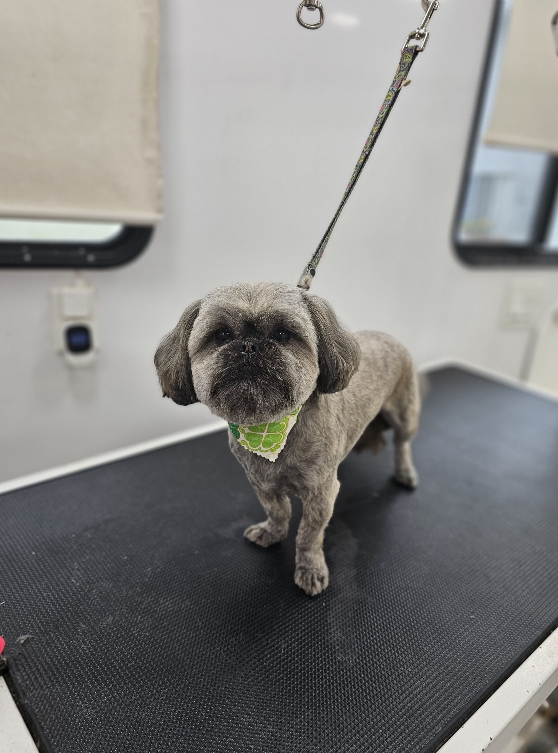 Mona after grooming by Harness the Fur