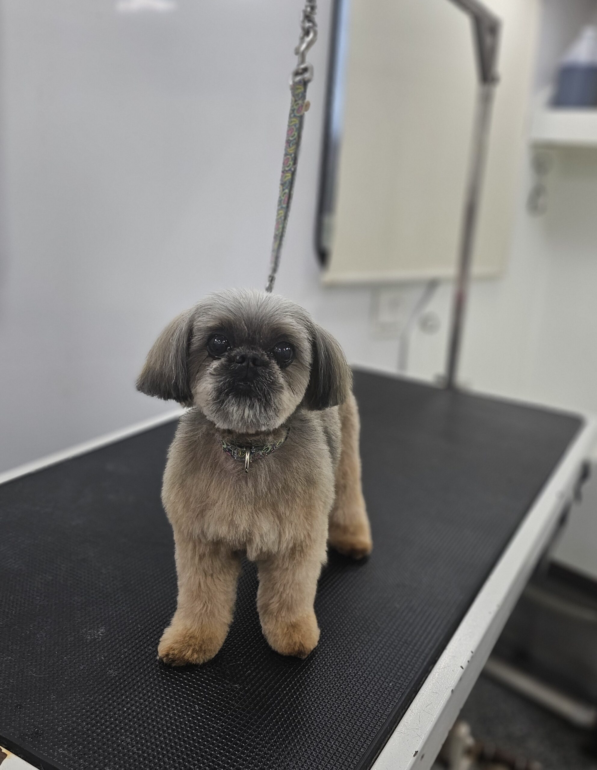 Skylar after grooming by Harness the Fur