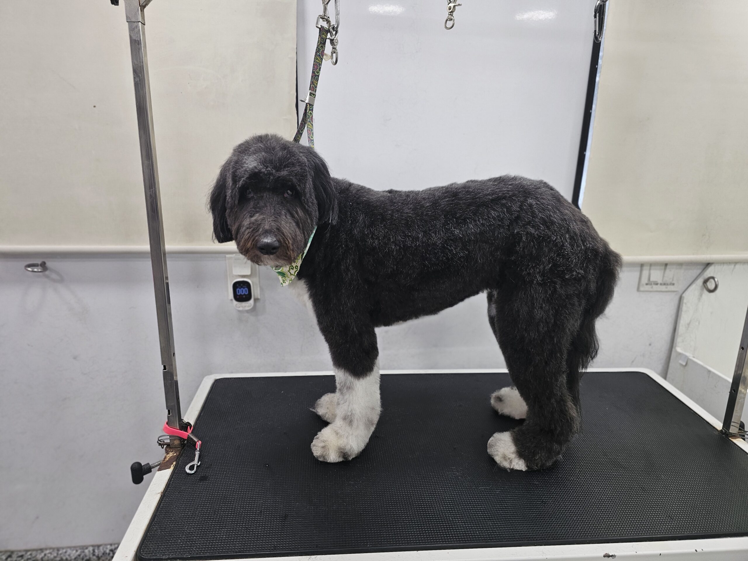 Shadowcat and Wolverine after grooming by Harness the Fur