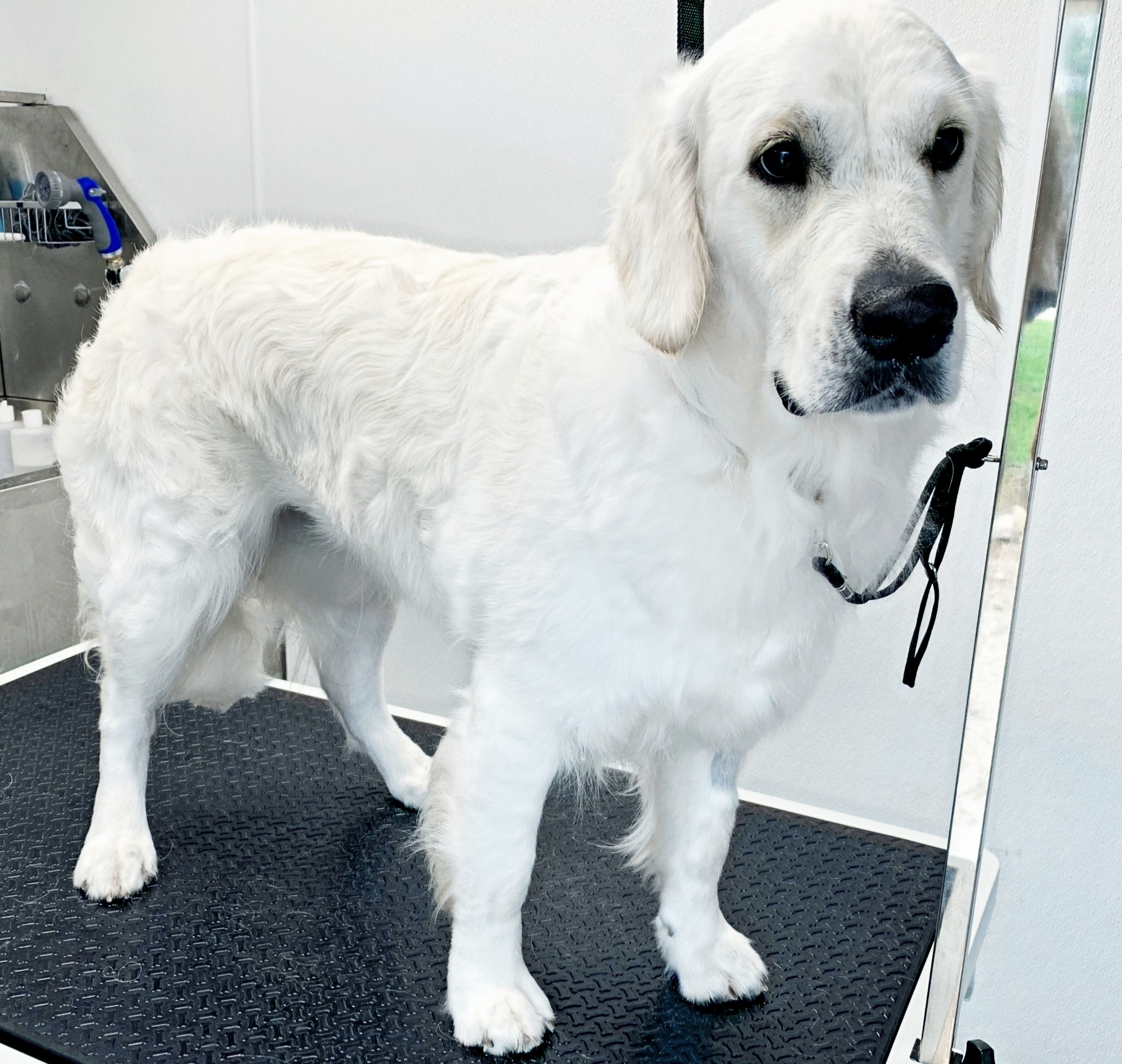 Dog during a Haute Dogs Mobile Grooming appointment