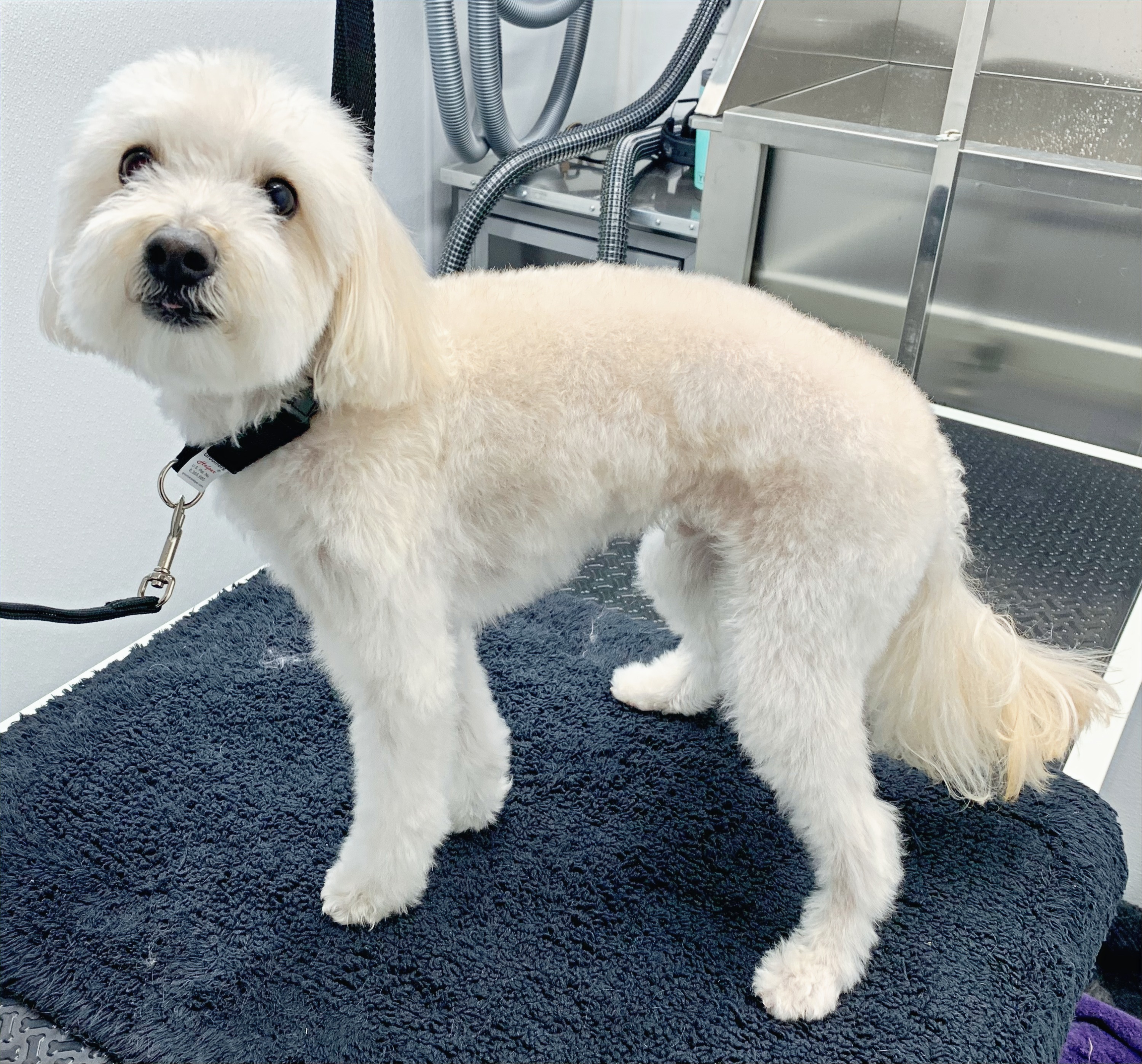 Groomed dog from Haute Dogs Mobile Grooming gallery