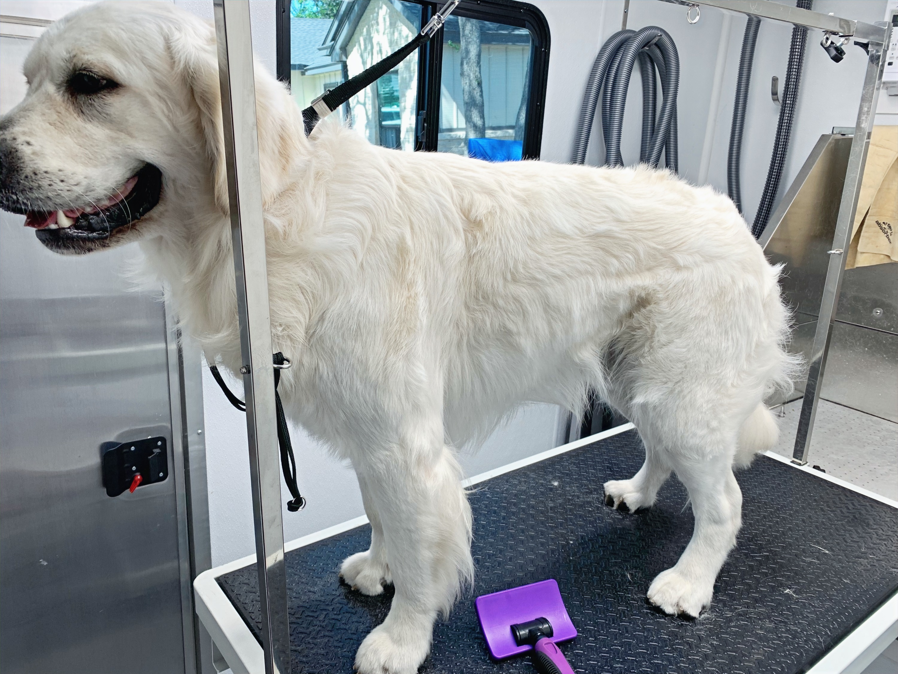 Freshly groomed dog from Haute Dogs Mobile Grooming