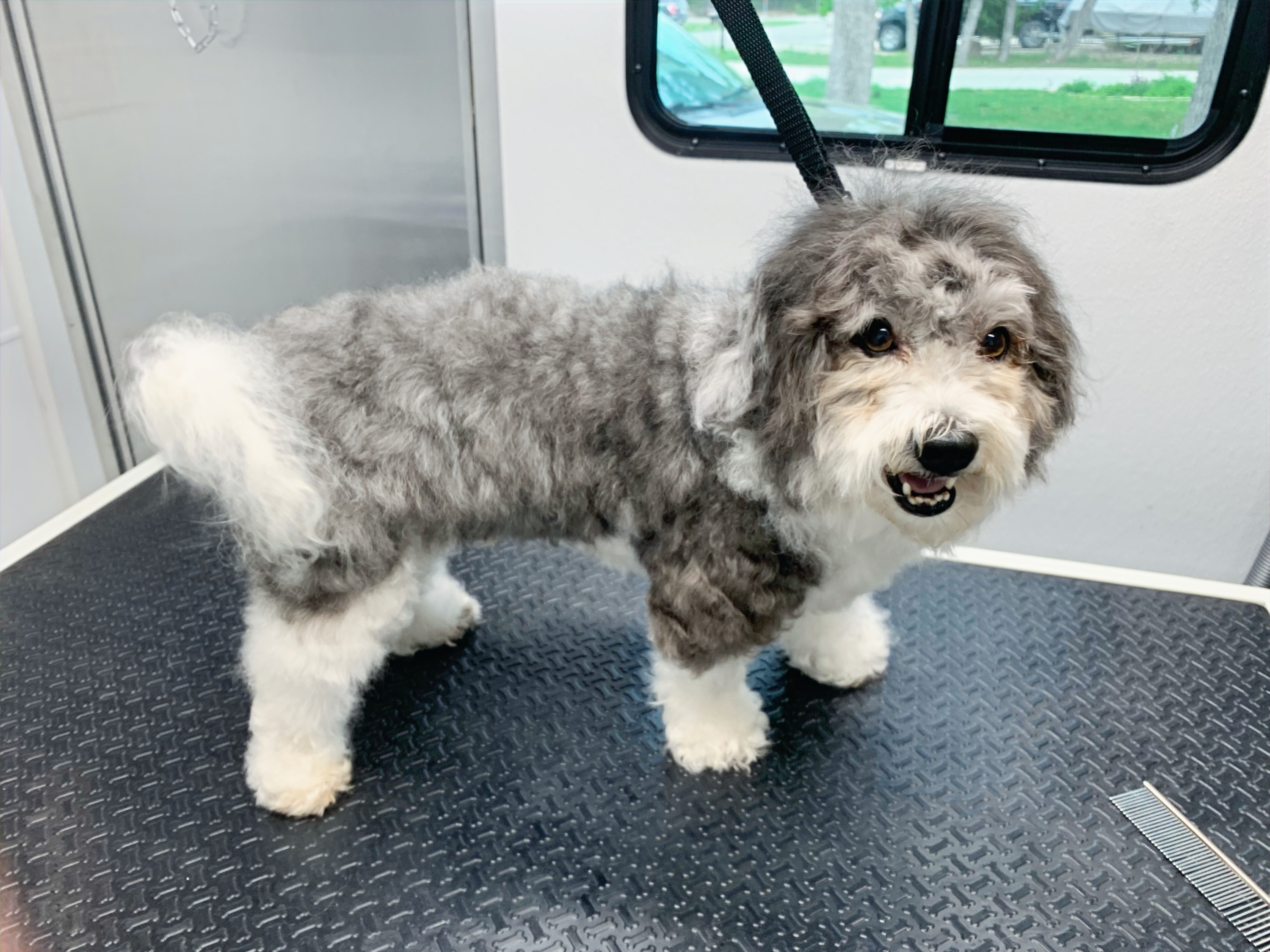 Finished groom result from Haute Dogs Mobile Grooming