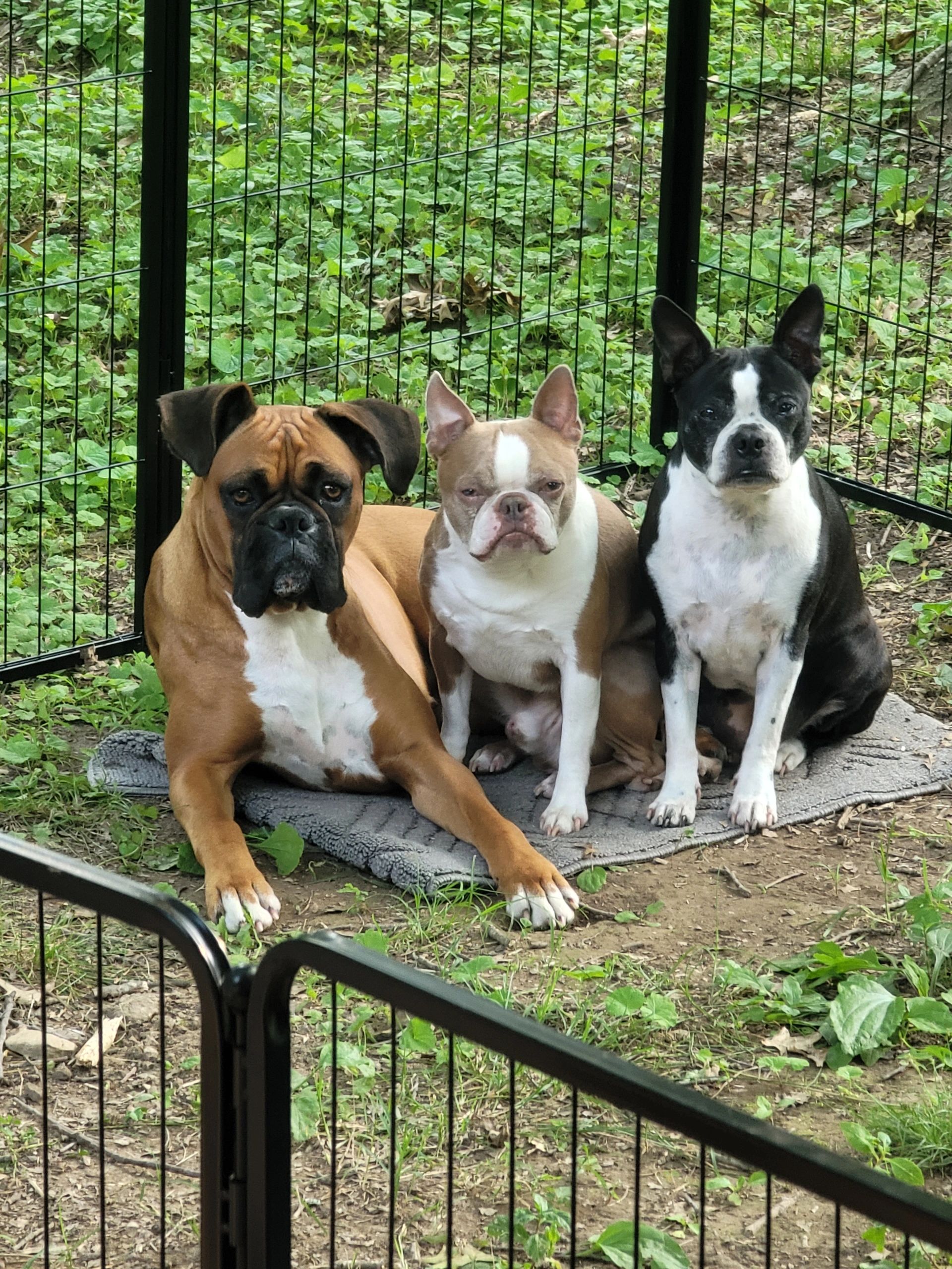 Hello Gorgeous Mobile Dog Spa