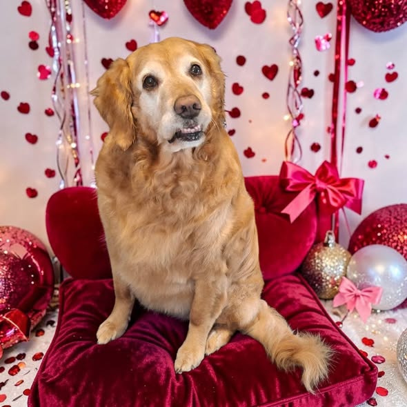 Dog grooming result from Honest Paws