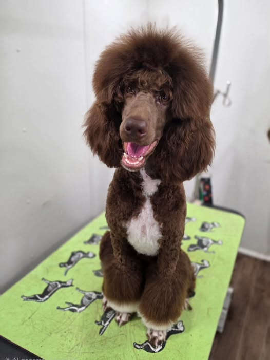 Hot Paws Mobile Grooming