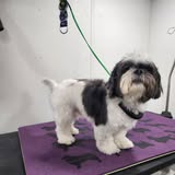 Hot Paws Mobile Grooming photo from official Facebook gallery