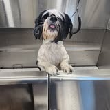 Additional pet grooming image from Hot Paws Mobile Grooming