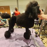 Recent Hounds Around Town grooming photo