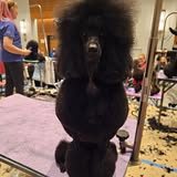 Another recent Hounds Around Town grooming photo