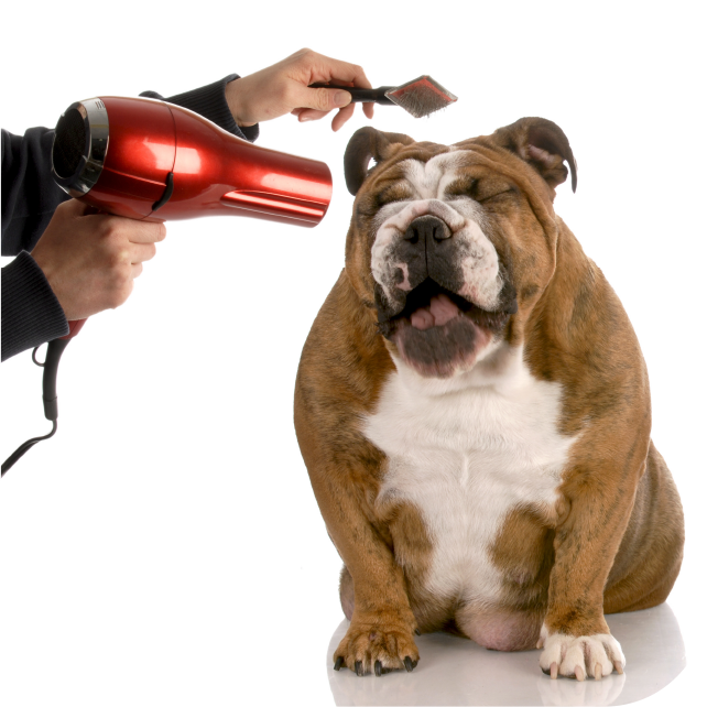 Personal attention icon from House Call Mobile Grooming