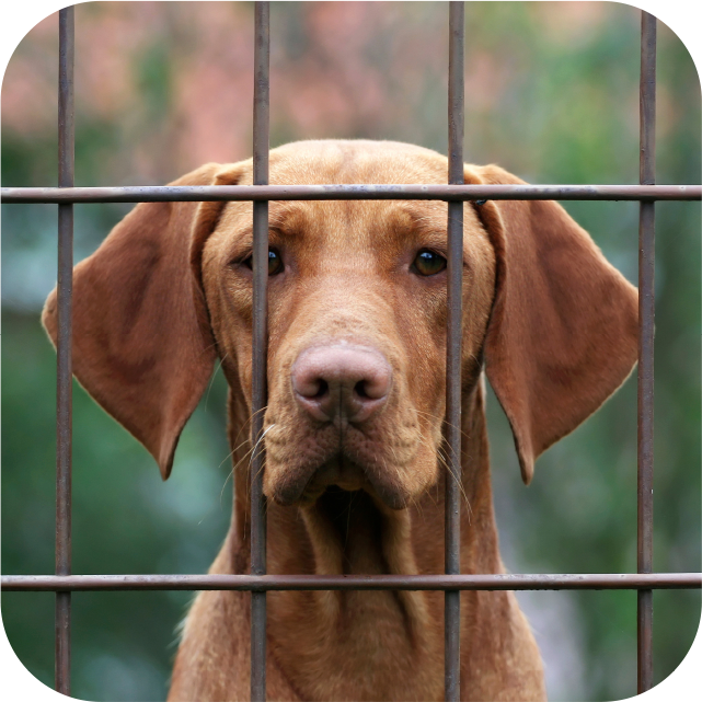 No cages icon from House Call Mobile Grooming
