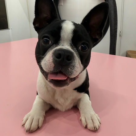 Groomed dog featured by Howliday Pet Spa