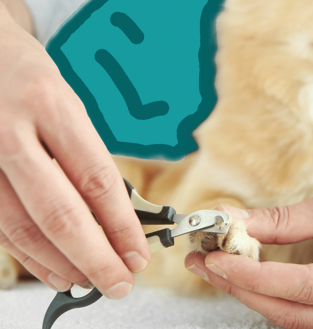 Howlin' Pup grooming service image