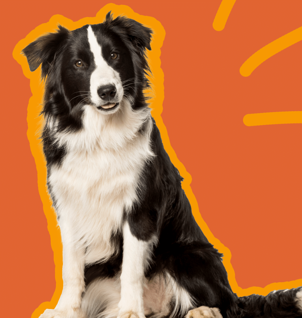 Howlin' Pup service area image