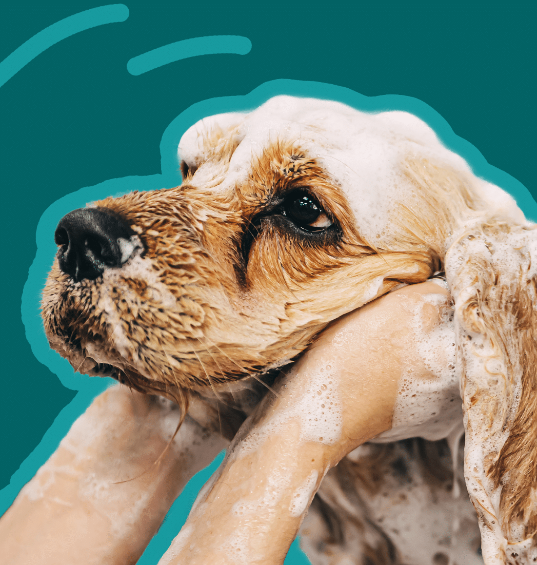 Howlin' Pup grooming packages image