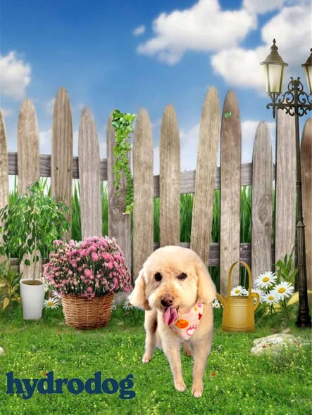 Freshly groomed dog shared by HydroDog (Gumbeaux)