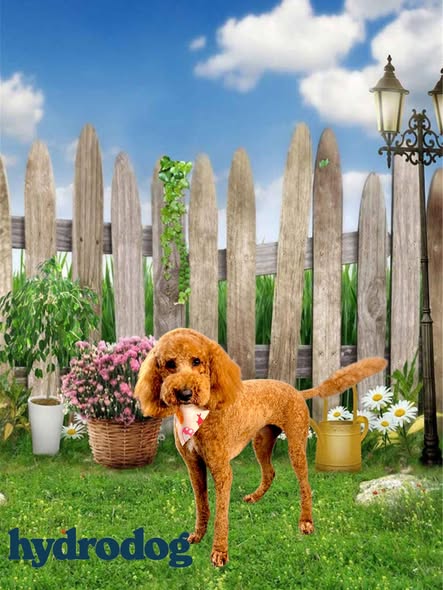 Another groomed dog photo from HydroDog (Gumbeaux)