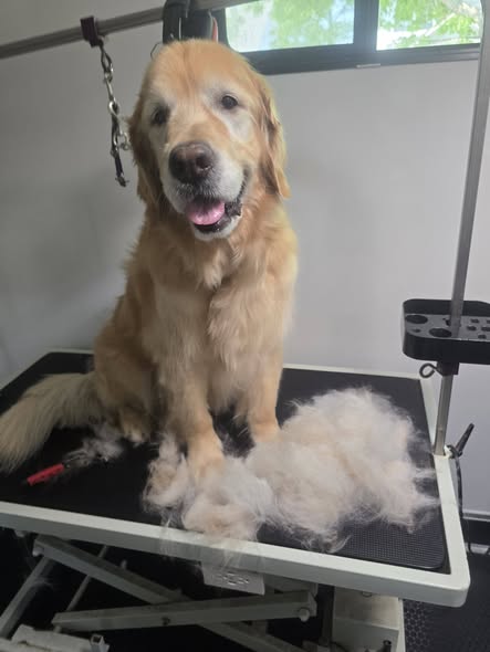 Golden retriever after grooming by I Style Paws