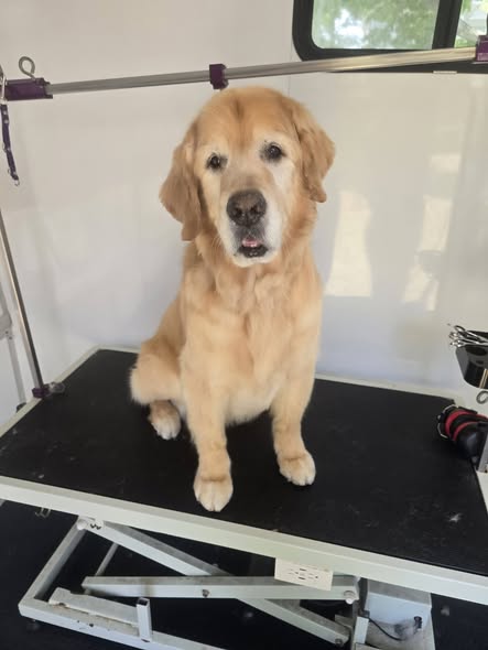 Another groomed dog photo from I Style Paws