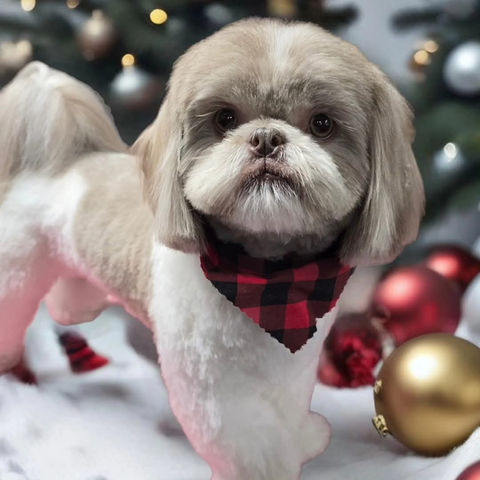 I Style Paws website grooming photo