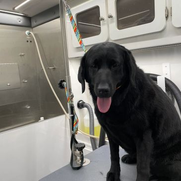 Impeccable Pup Mobile Grooming van