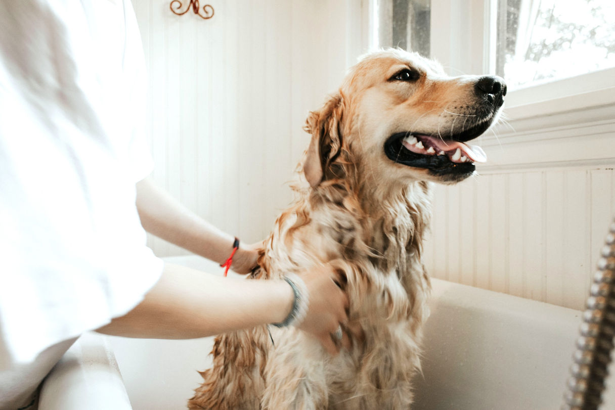 In & Out Pet service image from official website