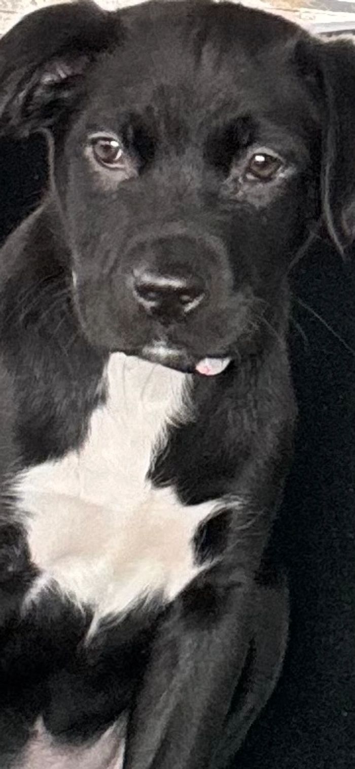 Indy Mobile Pet Grooming