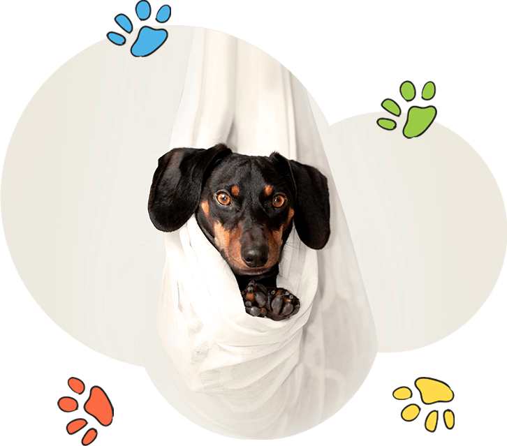Dog graphic from Intown Hound Mobile Dog Grooming website