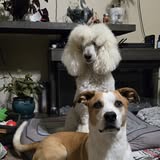 Dog grooming result from Jenny Scissorhands Mobile Dog Grooming