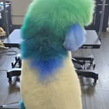 Pet grooming photo from Jenny Scissorhands Mobile Dog Grooming