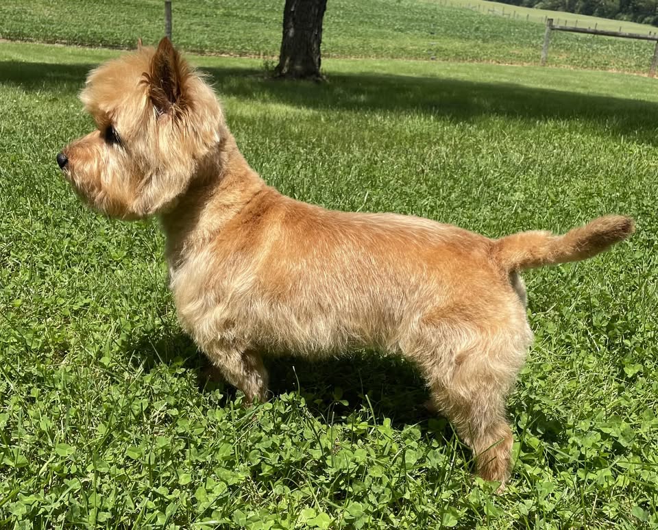 Jessie's Dog Grooming LLC