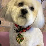Dog after grooming by Jessie's Dog Grooming LLC