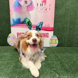 Grooming image from Just Perfect Grooming social gallery