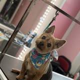 Additional pet grooming image from Just Perfect Grooming