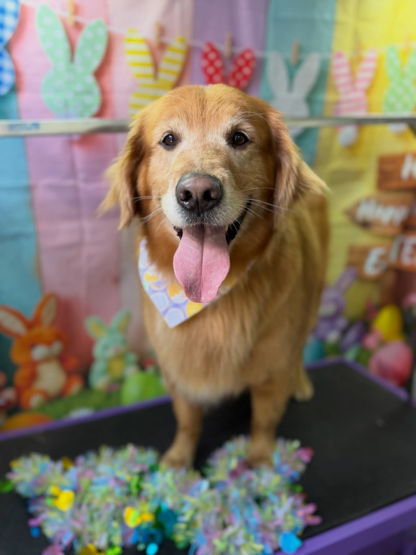 K&K Mobile Pet Grooming