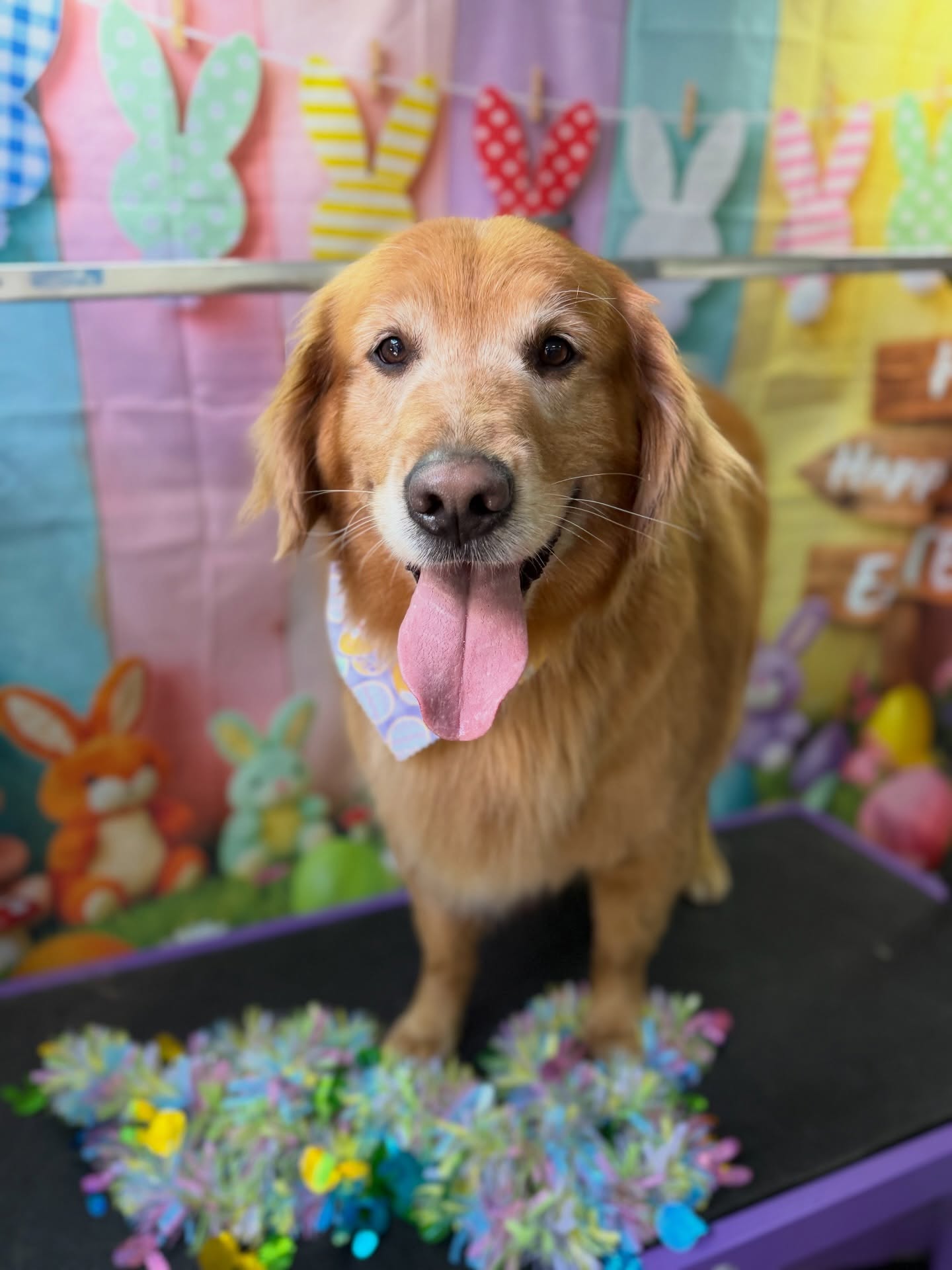 Before-and-after style grooming image from K&K Mobile Pet Grooming