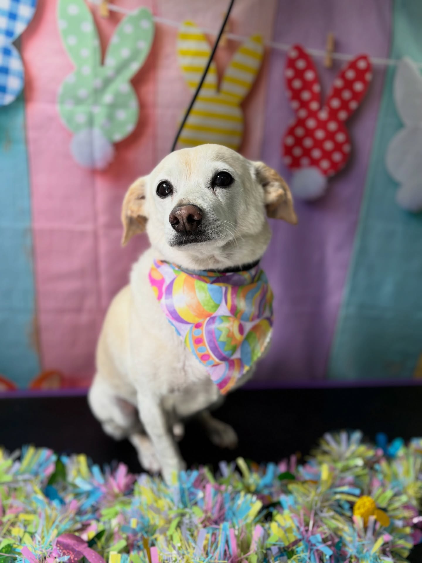 Small dog after grooming by K&K Mobile Pet Grooming