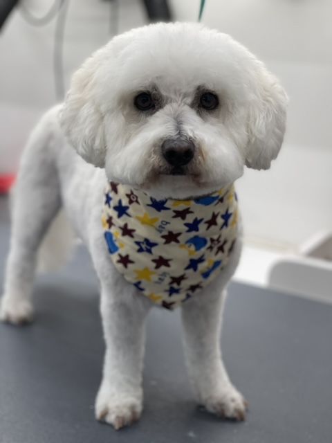 Small white dog wearing a bandana after grooming