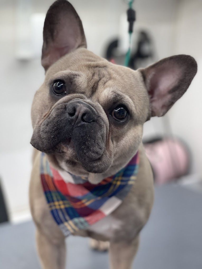 French bulldog wearing a plaid bandana