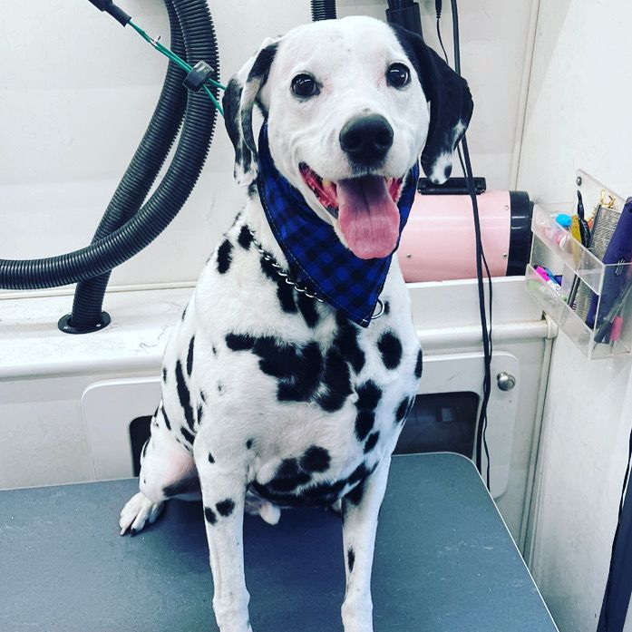 Dalmatian sitting on a grooming table