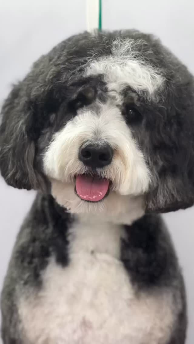 K9 Design winter mobile grooming post